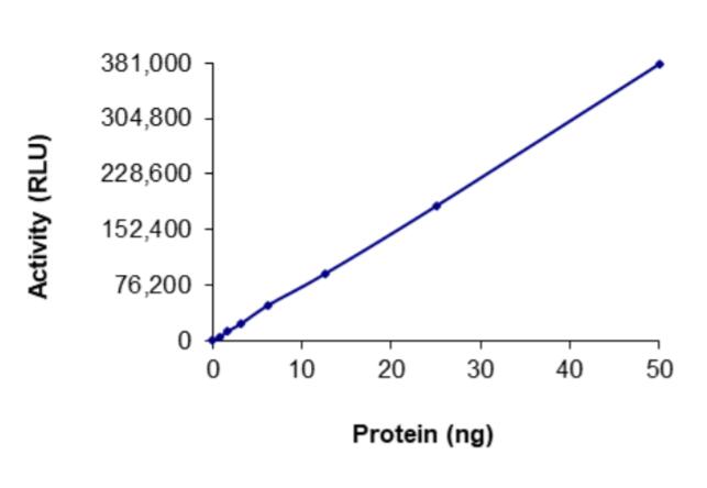 31 nmol/min/mg